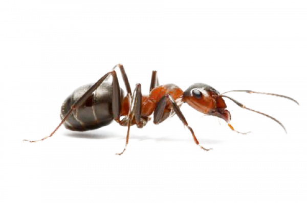 Carpenter Ant PNG Free Download