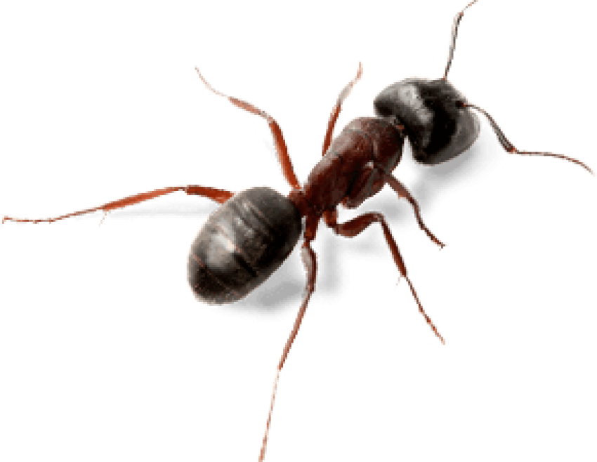 Carpenter Ant PNG HD