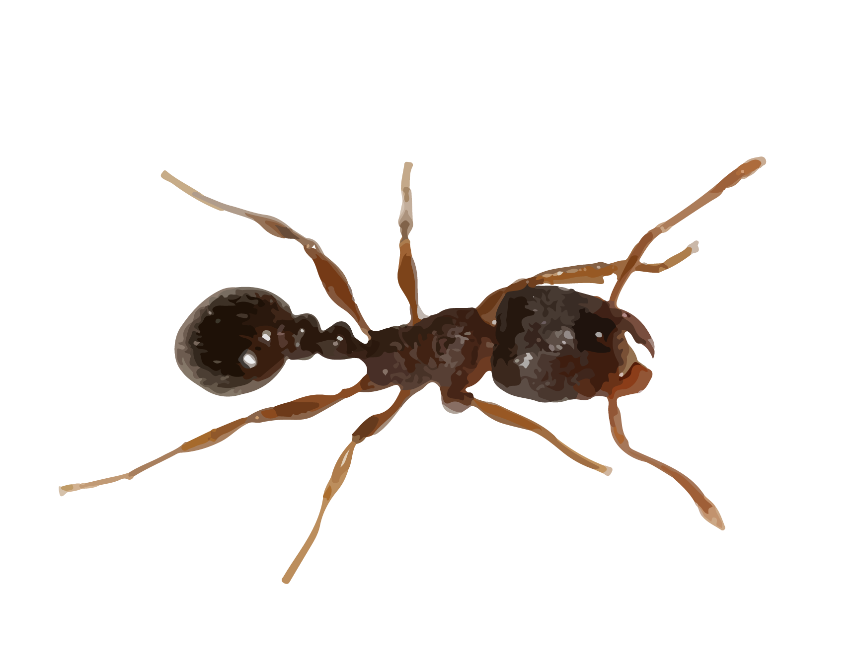 Carpenter Ant PNG Image