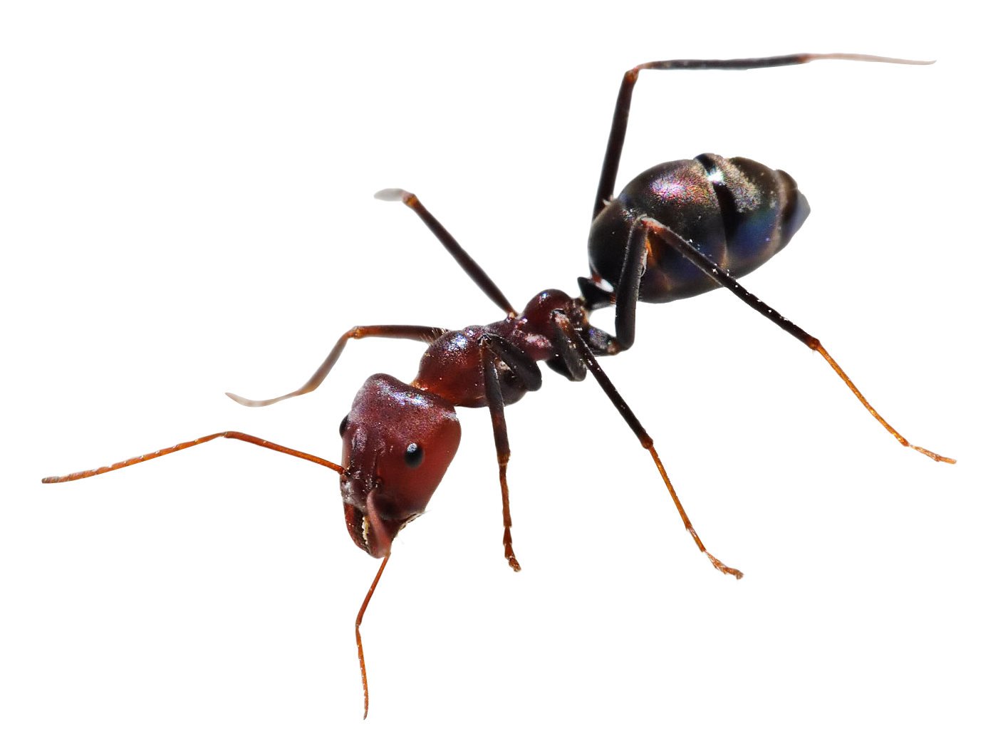Carpenter Ant PNG Isolated HD