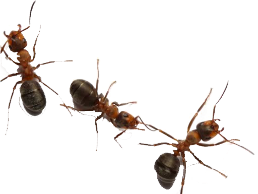 Carpenter Ant PNG Isolated Image