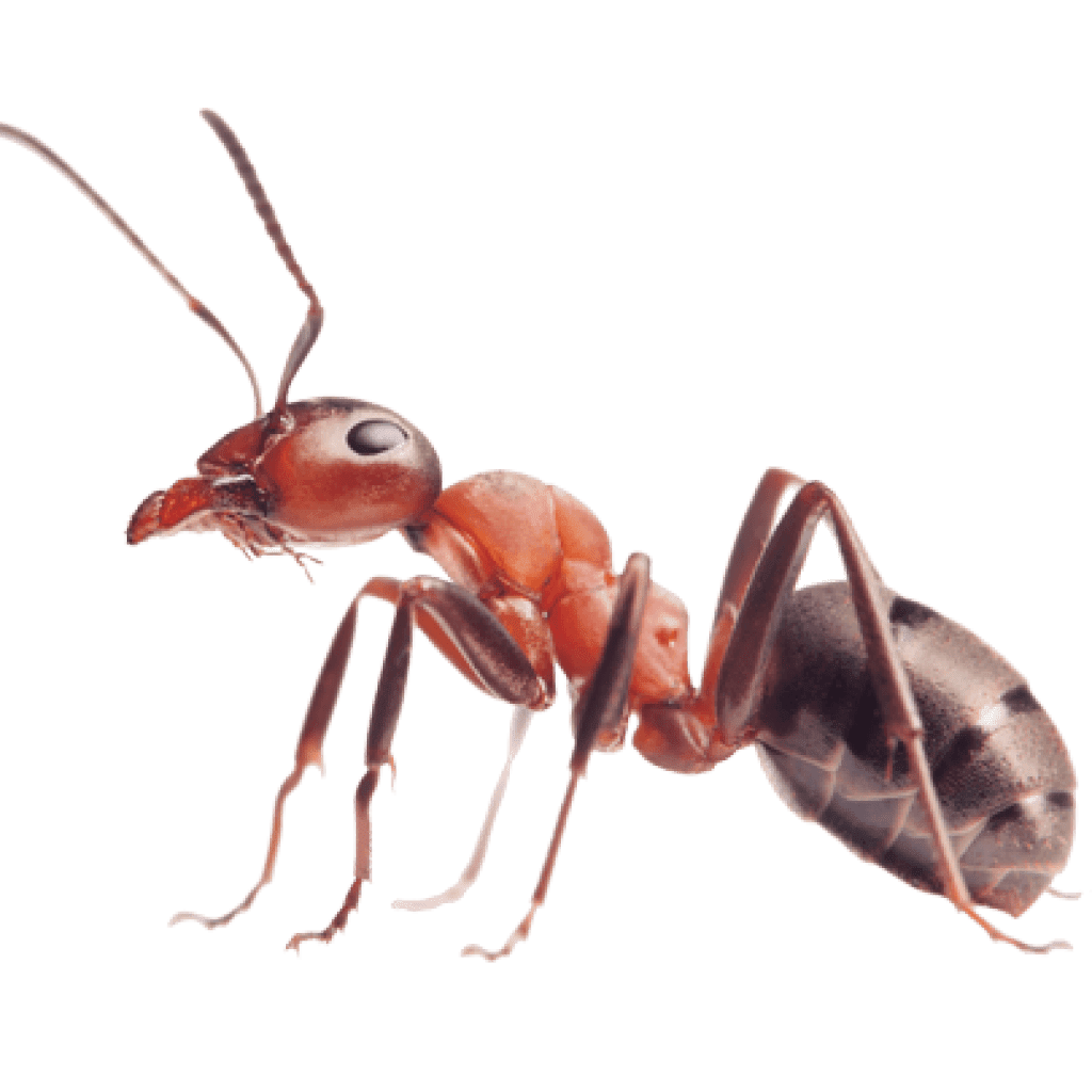 Carpenter Ant PNG Pic