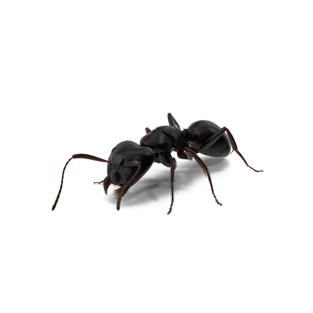 Carpenter Ant PNG Picture
