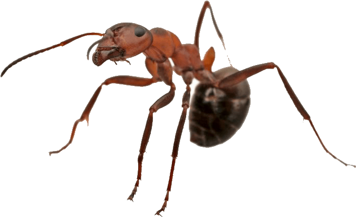 Carpenter Ant PNG