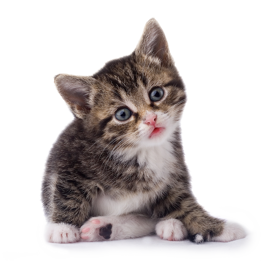 Cats PNG File