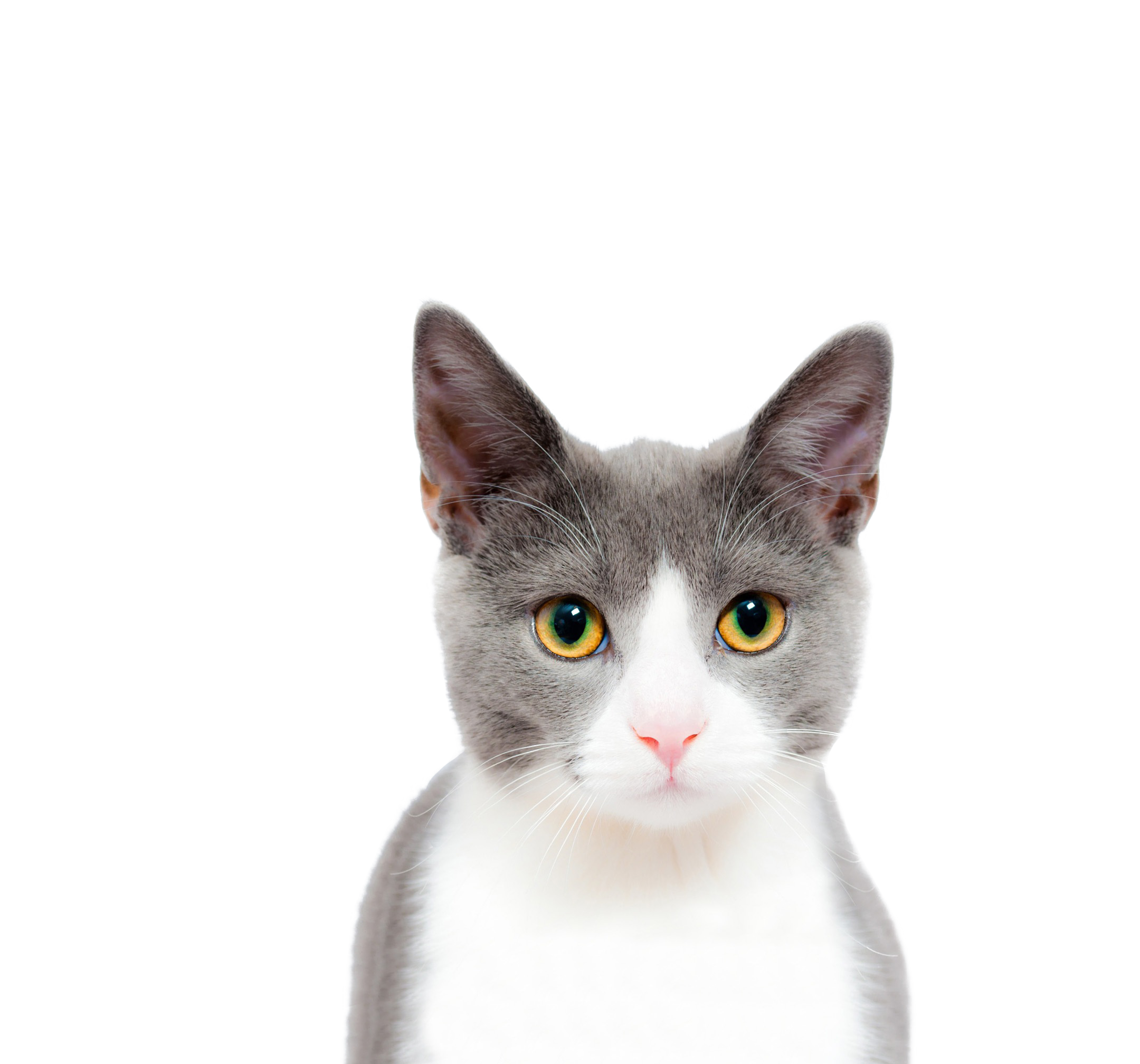 Cats PNG Free Download