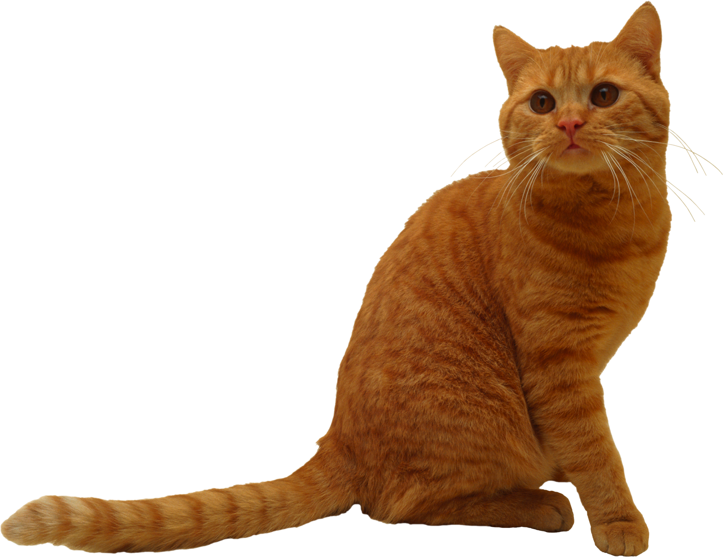 Cats PNG HD Isolated