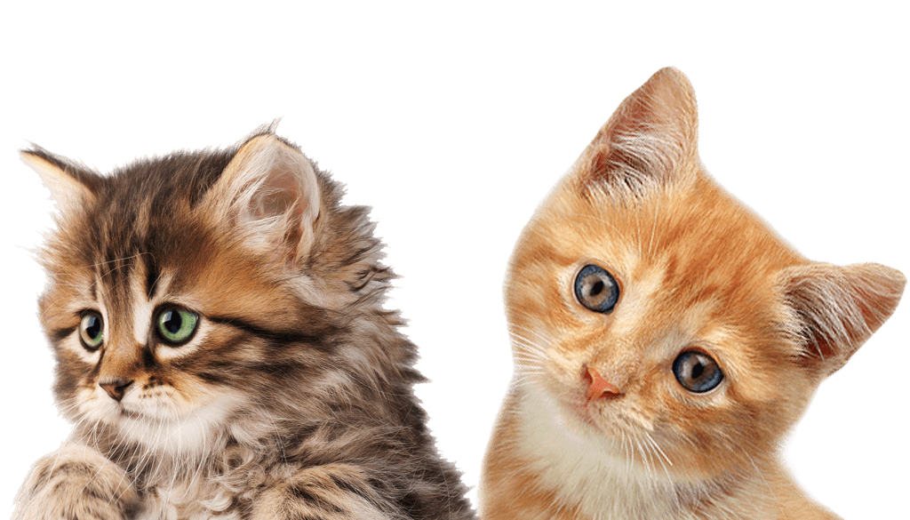 Cats PNG Isolated HD