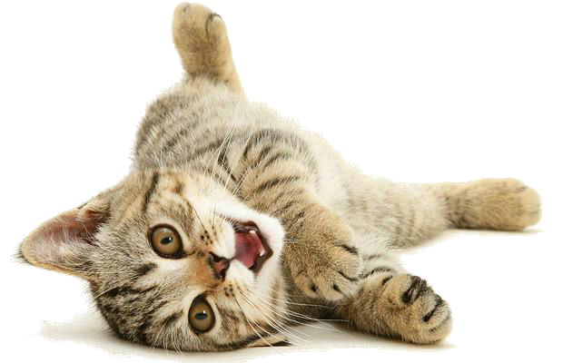 Cats PNG Isolated Image