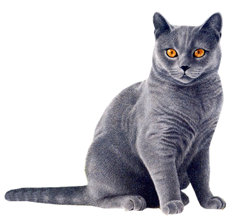 Cats PNG Isolated Photo