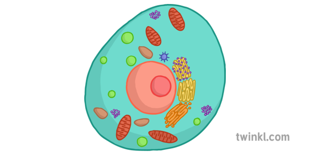 Cells PNG Clipart