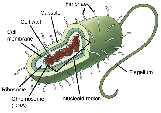 Cells PNG Isolated HD