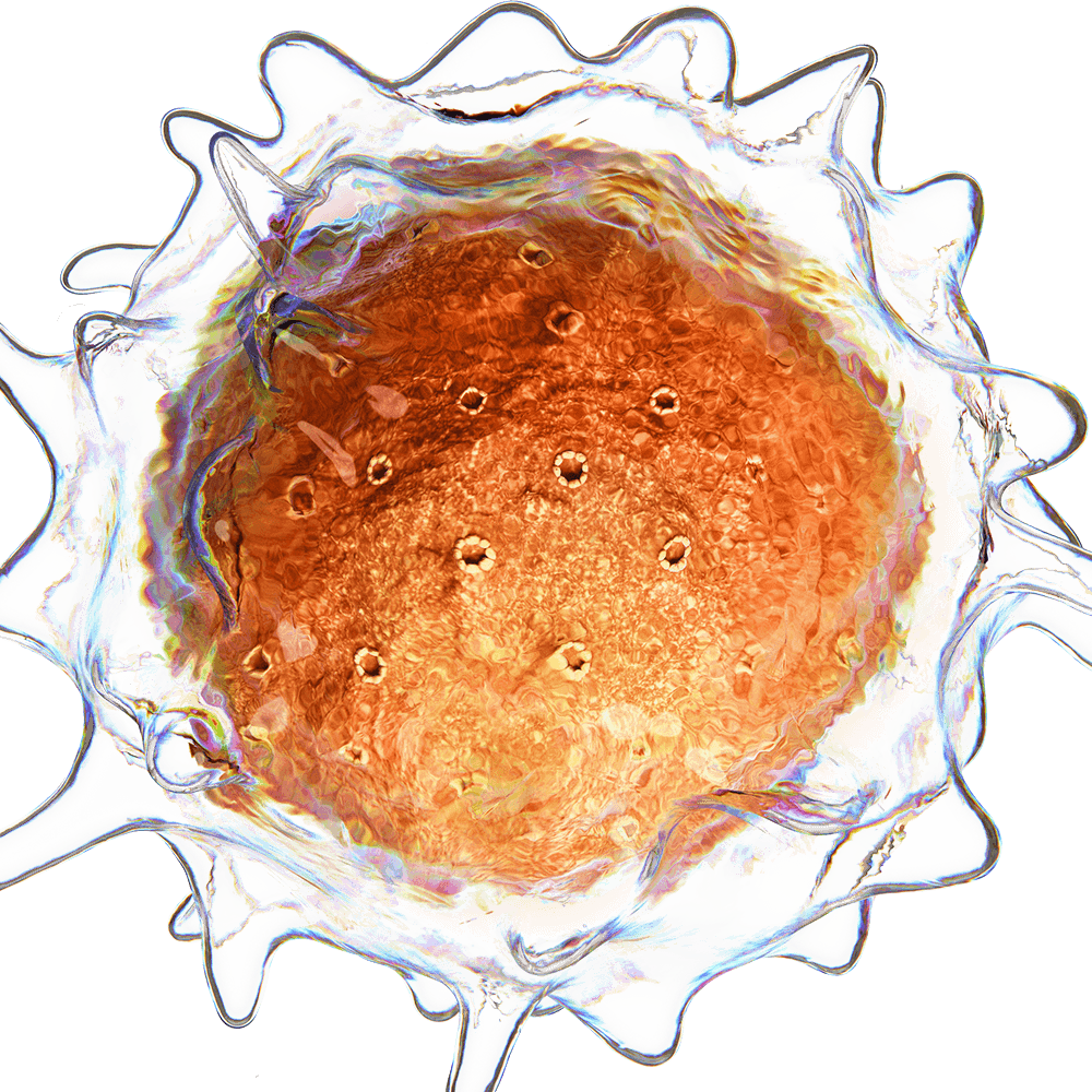 Cells PNG Isolated Image