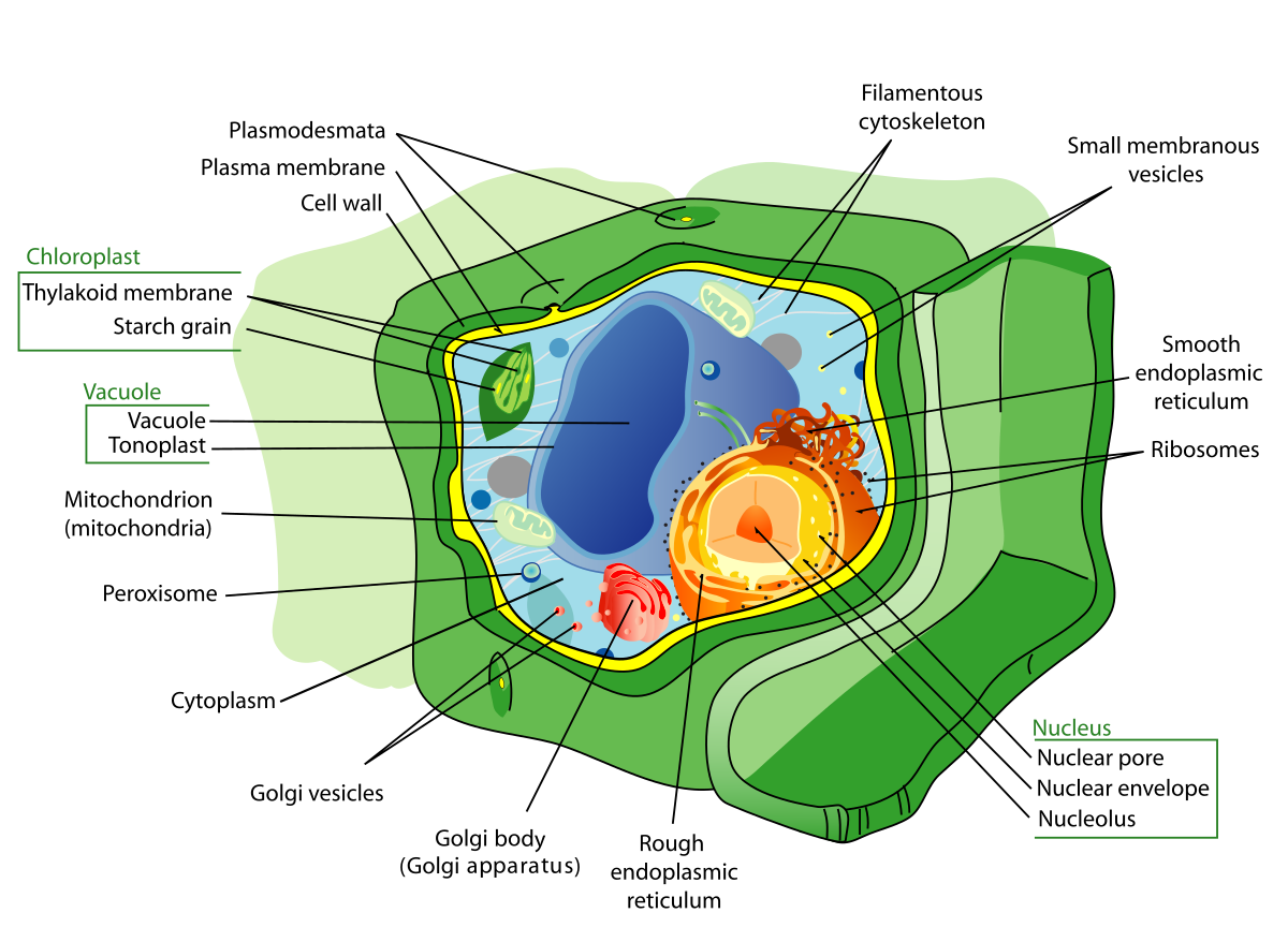 Cells Transparent PNG