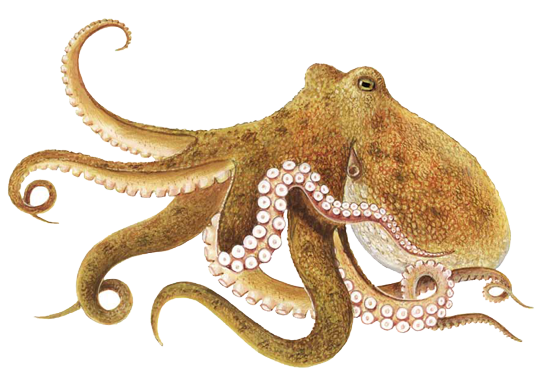 Cephalopod PNG Isolated Photo