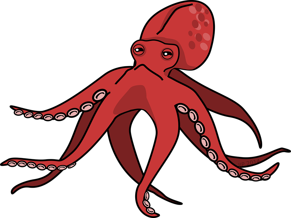 Cephalopod PNG Photo