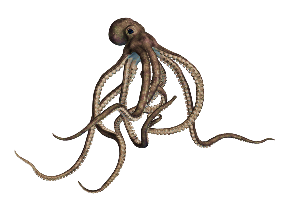 Cephalopod PNG Pic