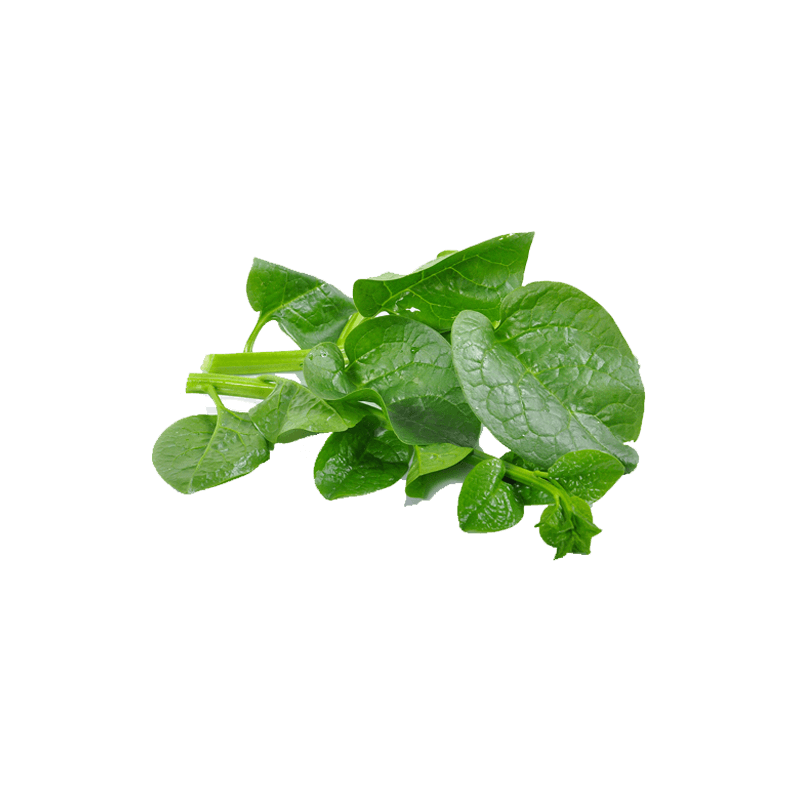 Ceylon Spinach PNG HD Isolated