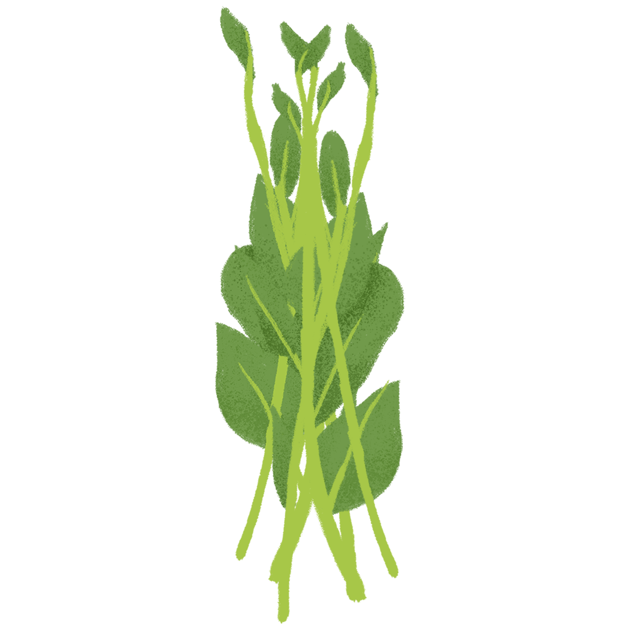 Ceylon Spinach PNG Pic