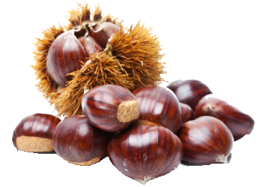 Chestnut PNG HD Isolated