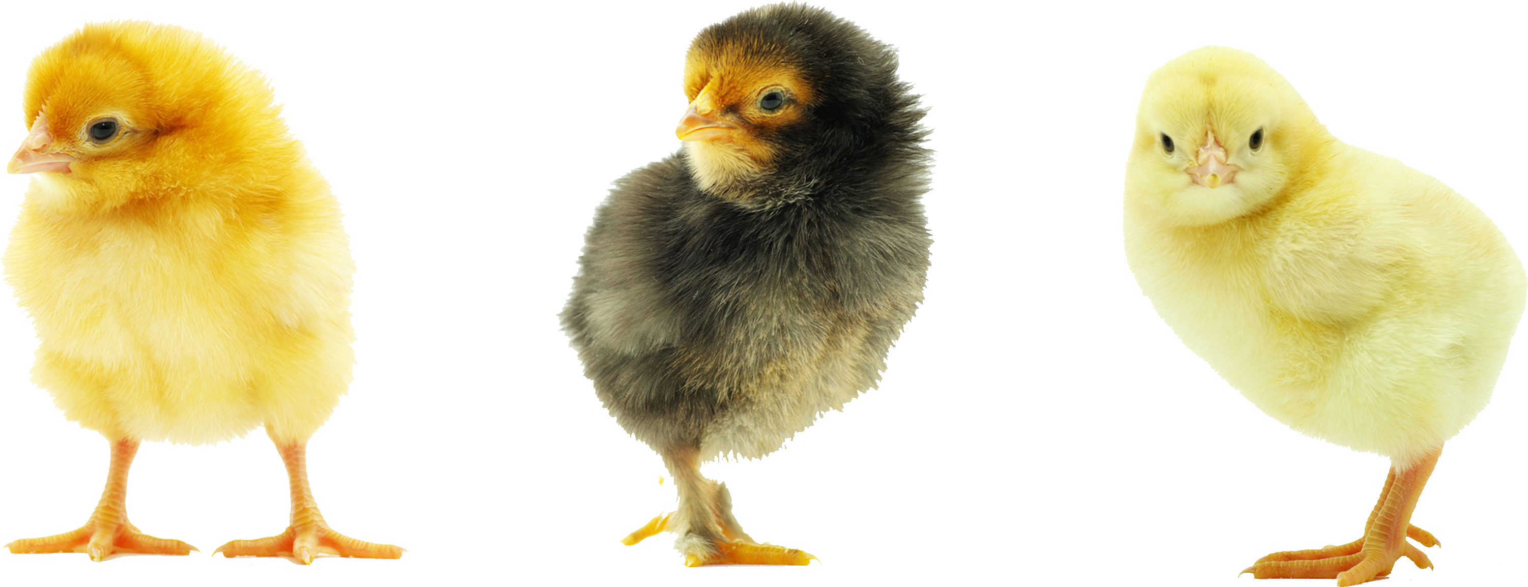 Chick PNG Clipart