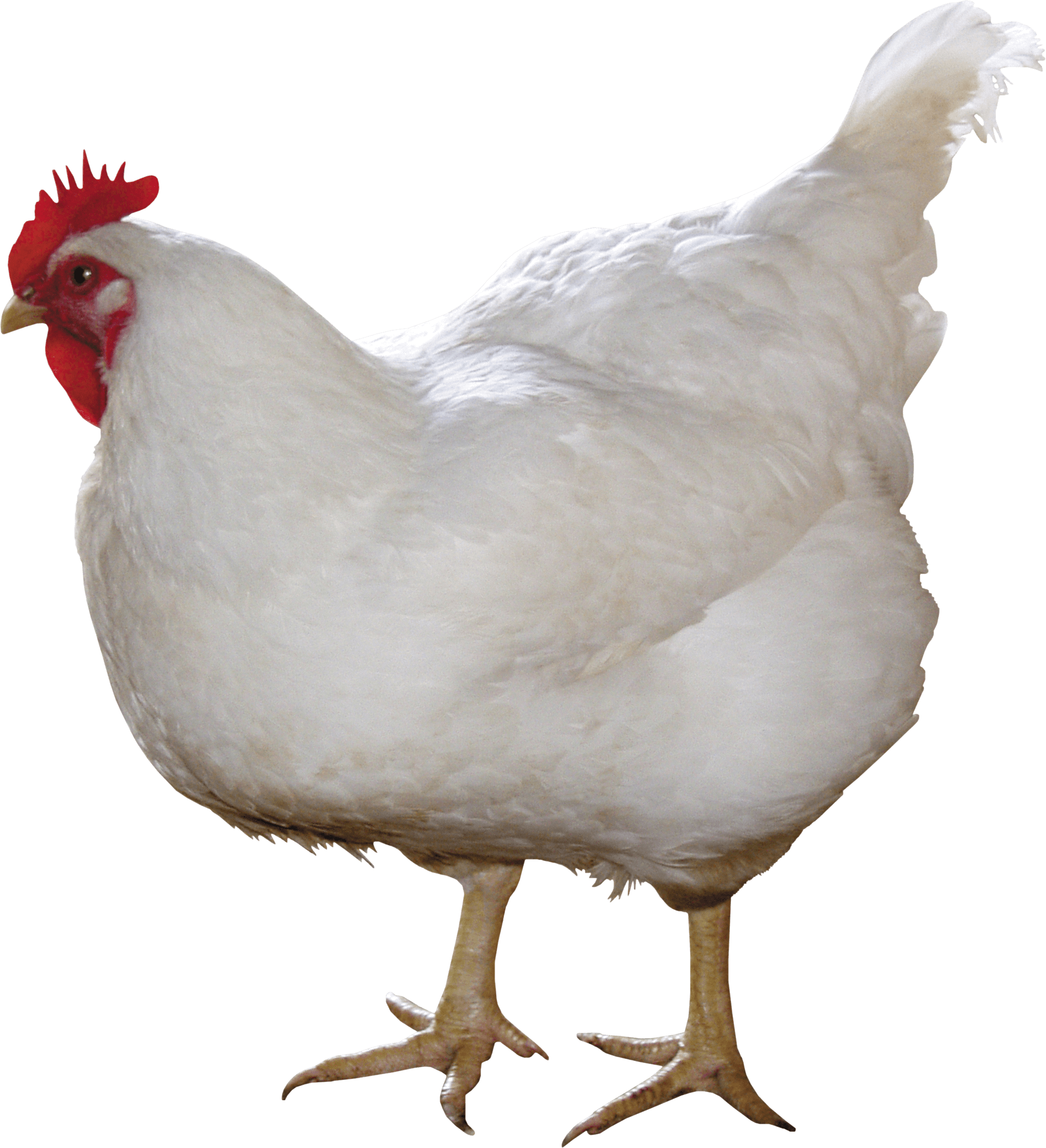 Chick PNG File
