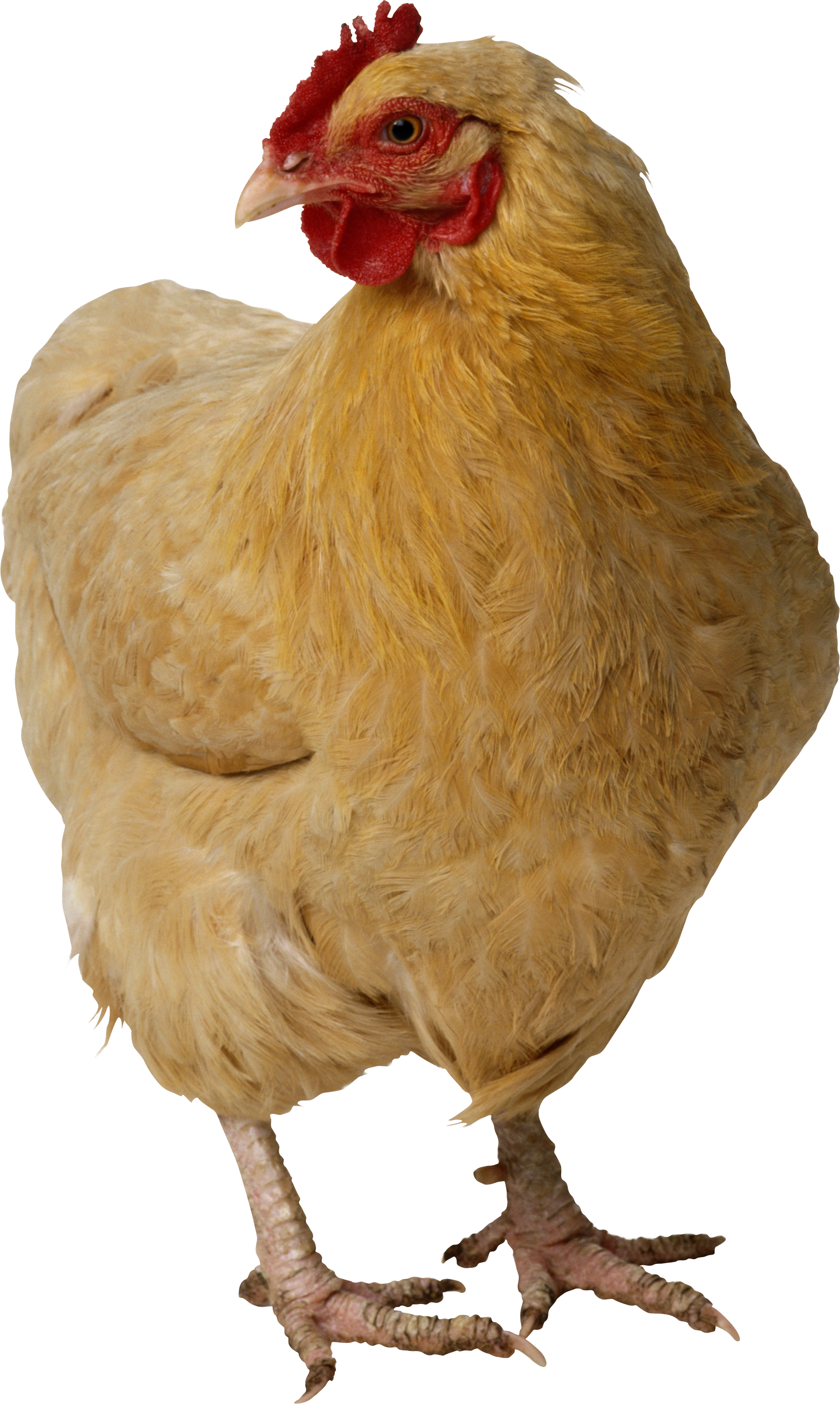 Chick PNG Image