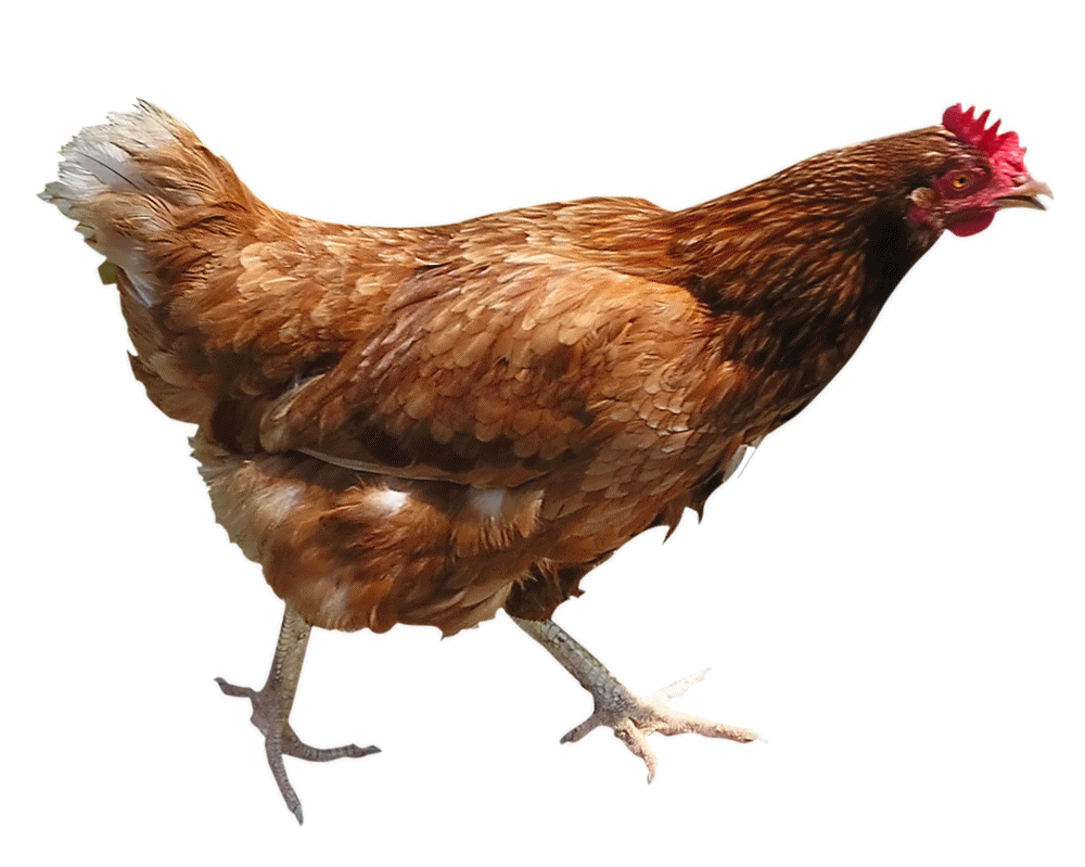 Chick PNG Isolated Image