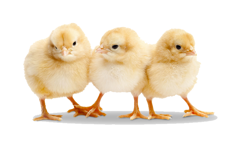Chick PNG Isolated Photo