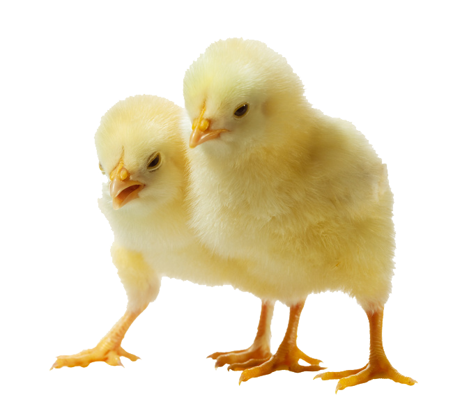 Chick PNG Isolated Pic