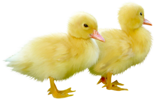 Chick PNG Photo