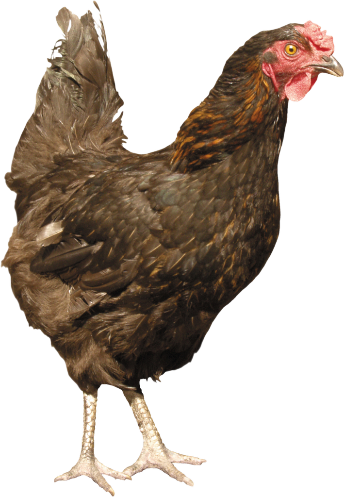 Chicken Bird Download PNG Image