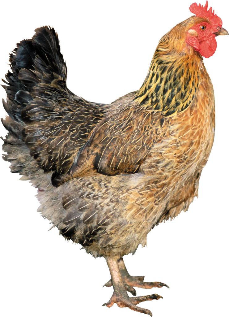 Chicken Bird Download PNG Isolated Image