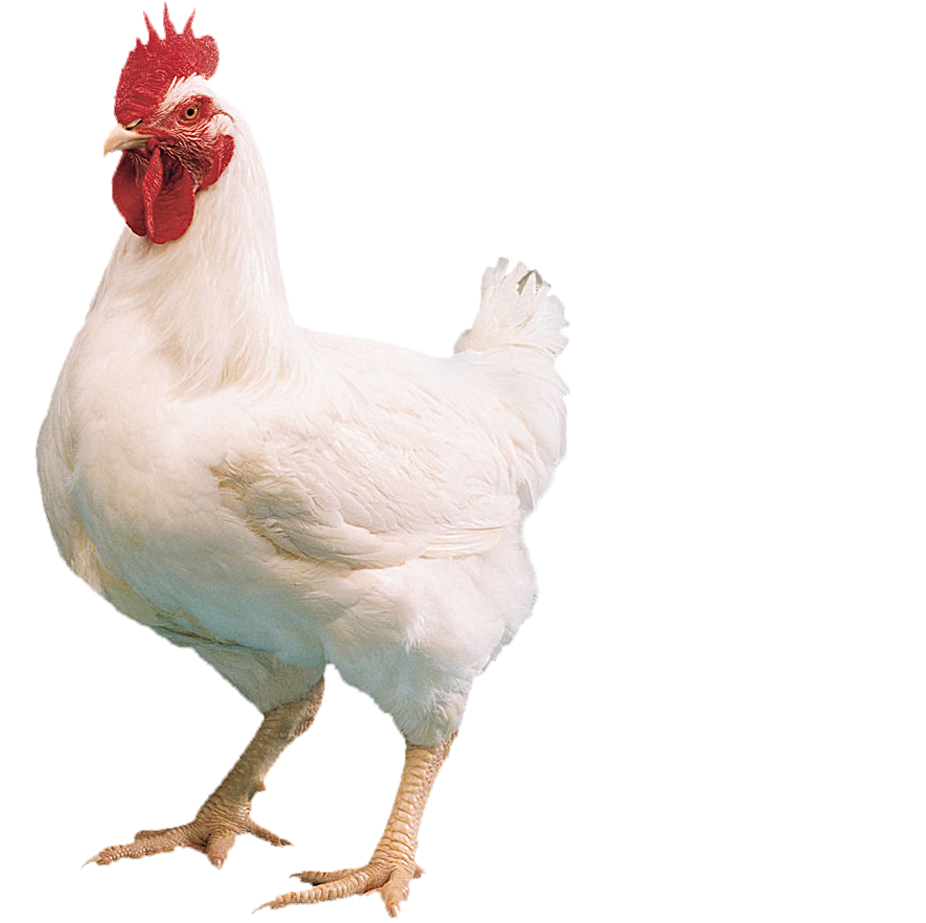 Chicken Bird PNG Background Image