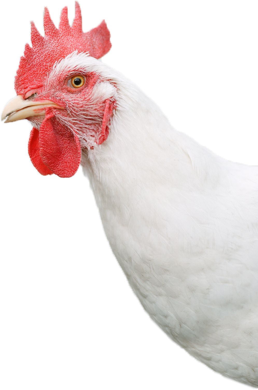 Chicken Bird PNG Clipart