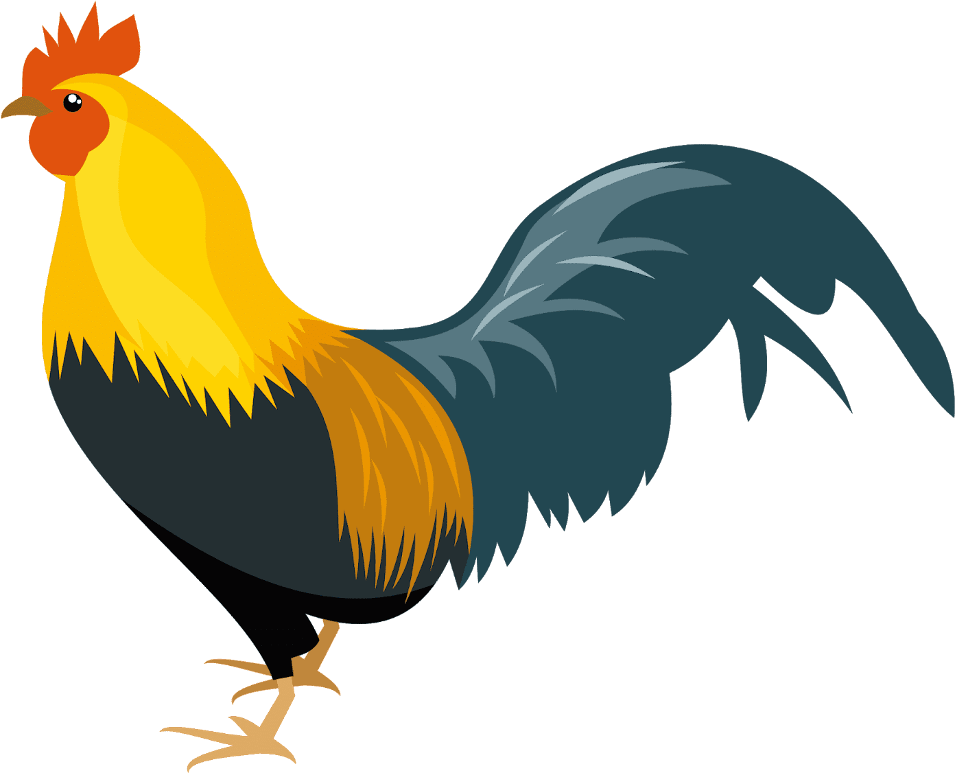 Chicken Bird PNG Isolated File