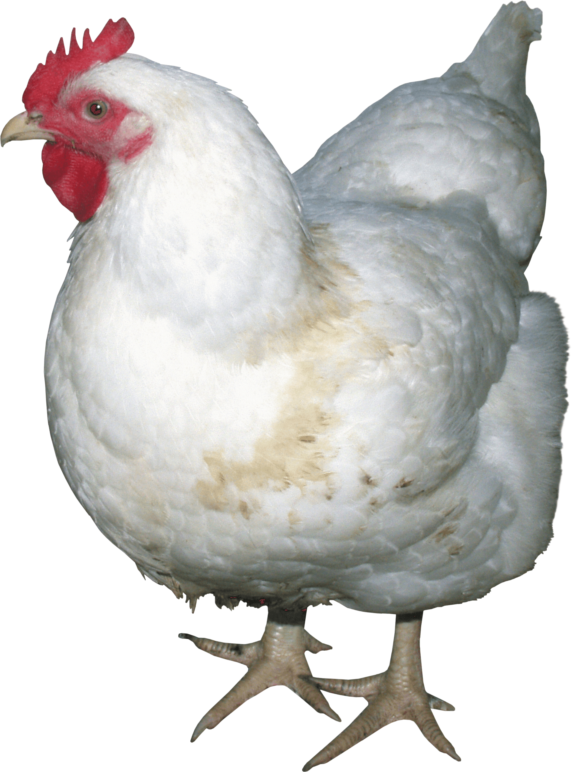 Chicken Bird PNG Isolated Image
