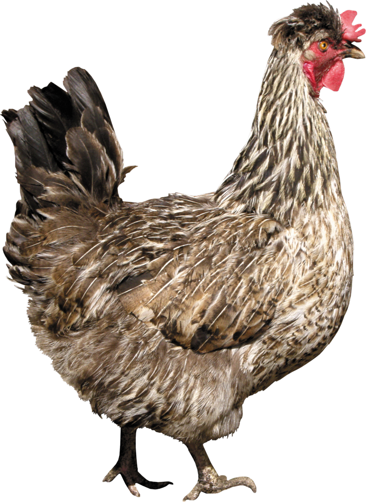 Chicken Bird PNG Isolated Photos