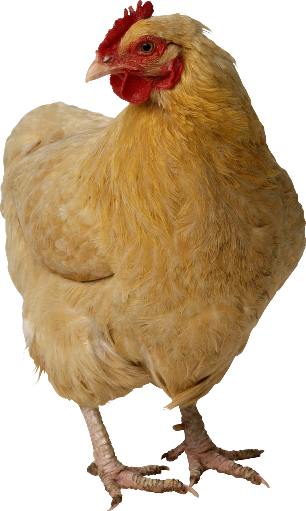 Chicken Bird PNG Isolated Transparent Image