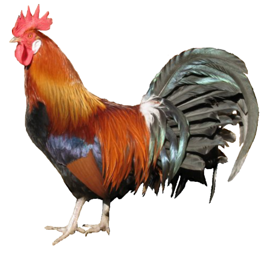 Chicken Bird PNG Picture
