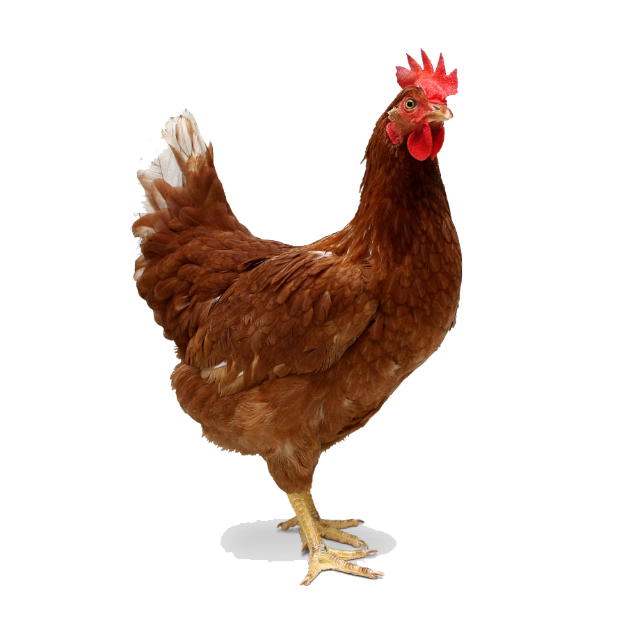 Chicken Bird PNG Transparent Image