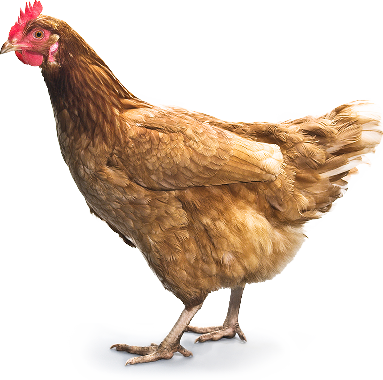 Chicken Bird PNG Transparent