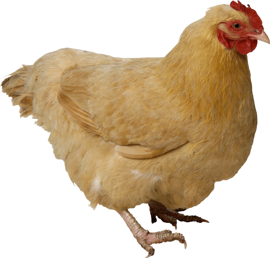 Chicken Bird Transparent Isolated Images PNG