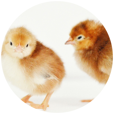 Chicks PNG Clipart