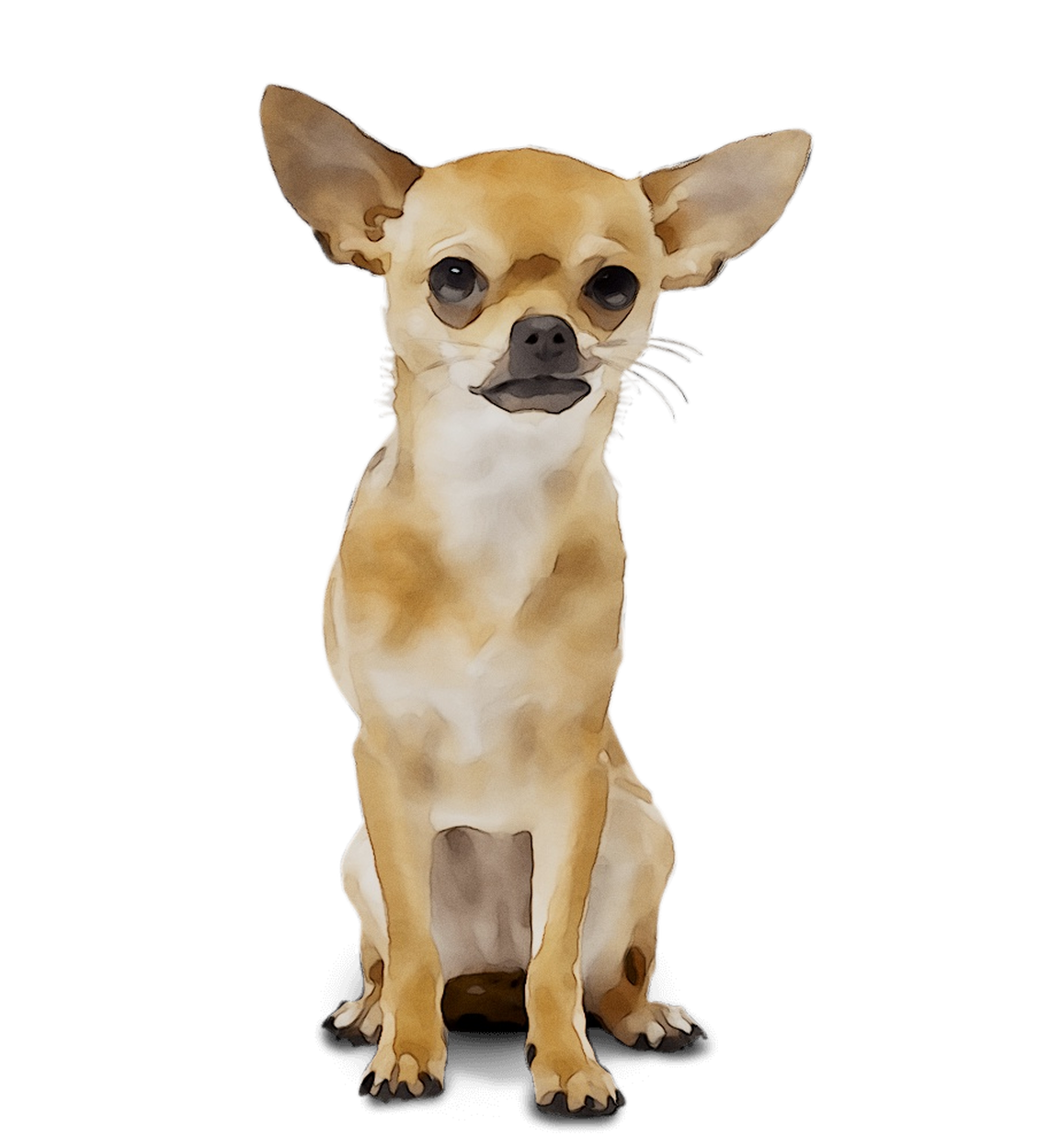 Chihuahua Download PNG Image