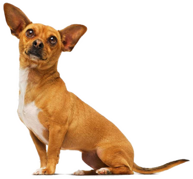 Chihuahua PNG Isolated File