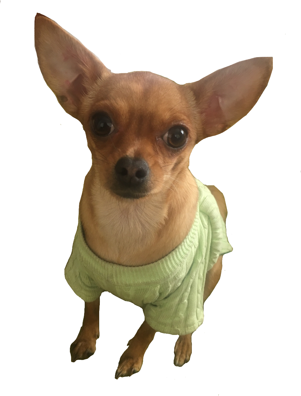 Chihuahua PNG Isolated Pic