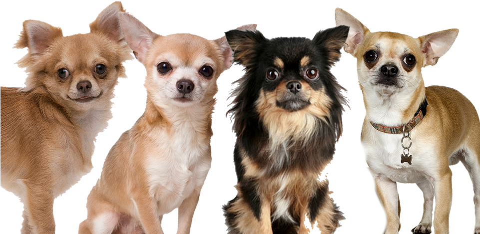 Chihuahua PNG Transparent