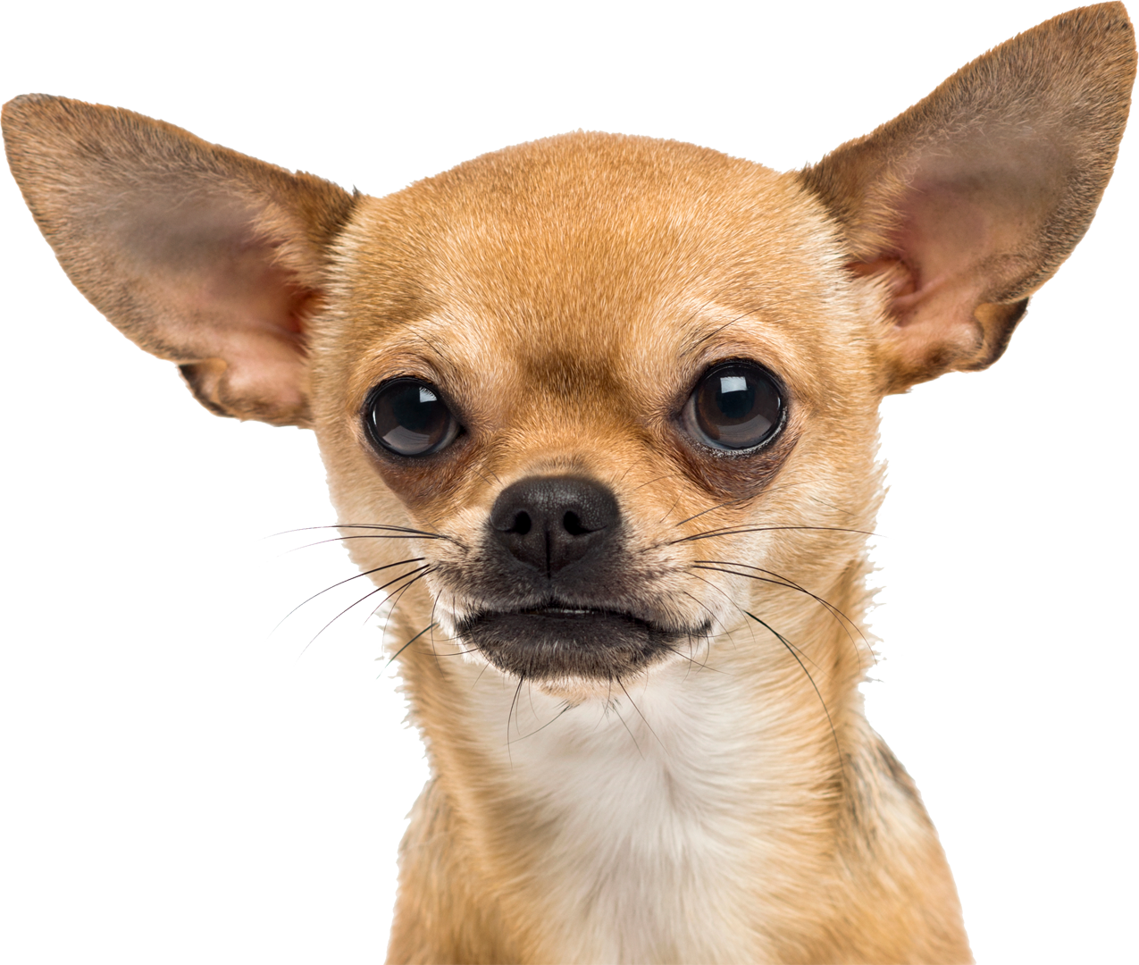 Chihuahua PNG