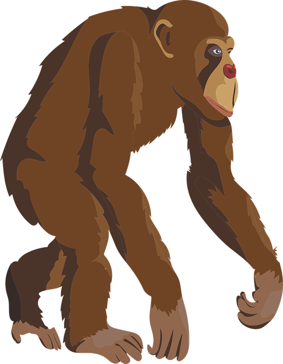 Chimpanzee Download PNG Image